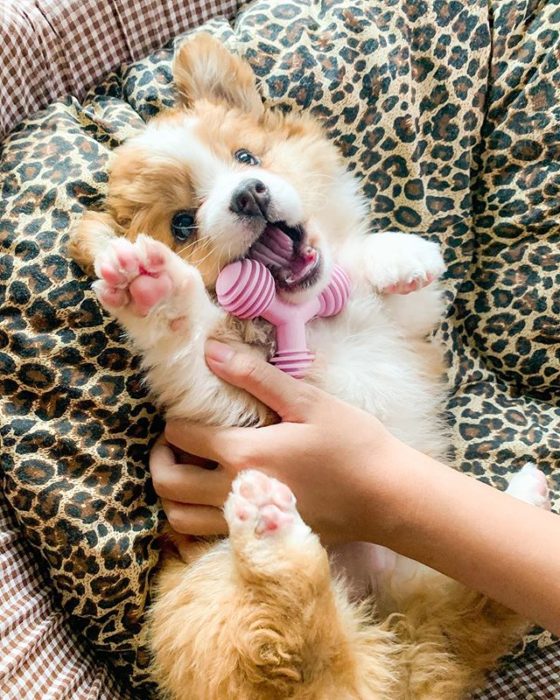 Baby, cachorro corgi con un juguete rosa