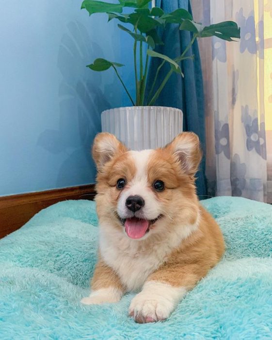 Baby, cachorro corgi