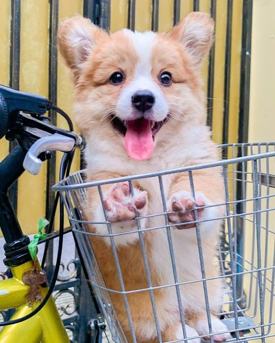 Baby, cachorro corgi en una canasta de bicileta