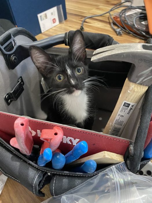 Gato dentro de una caja de herramientas