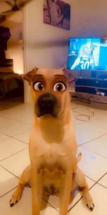 Perro pitbull con filtro Disney de snapchat