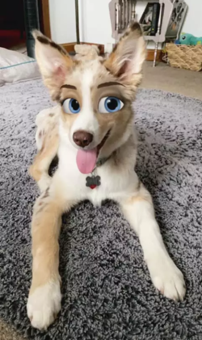 Perro pastor con filtro Disney de snapchat