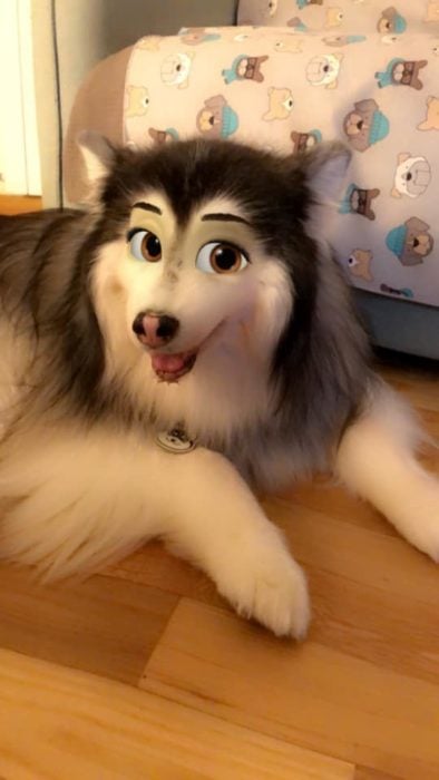 Husky con filtro Disney de snapchat