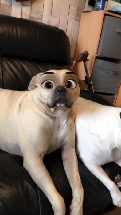 Perro pitbull con filtro Disney de snapchat