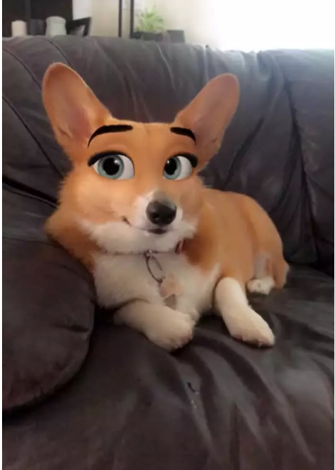 Perro corgi con filtro Disney de snapchat