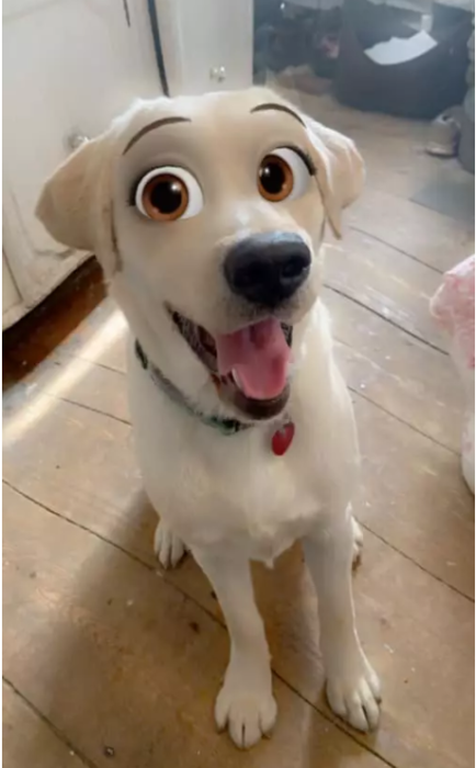 Labrador con filtro Disney de snapchat
