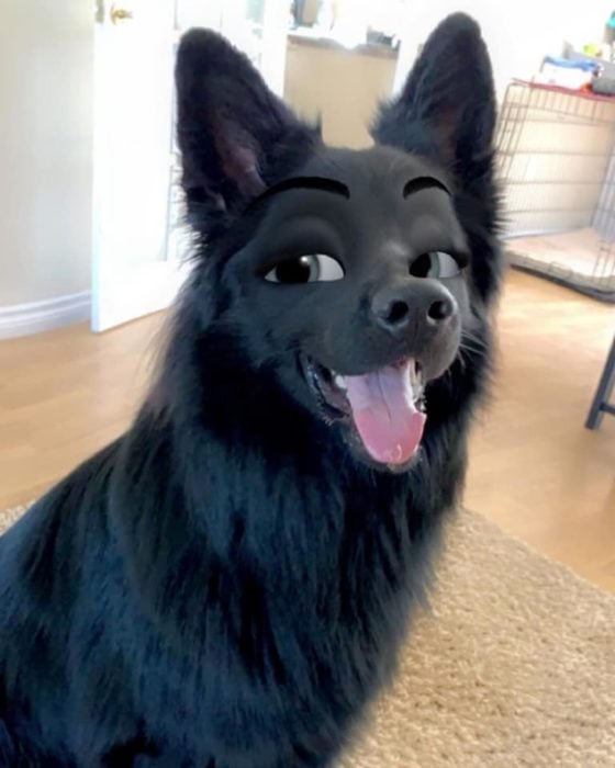 Samoyedo negro con filtro Disney de snapchat