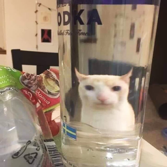 Fotografía distorsionada de gatito a través de un vaso de cristal