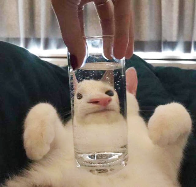 Fotografía distorsionada de gatito a través de un vaso de cristal con agua