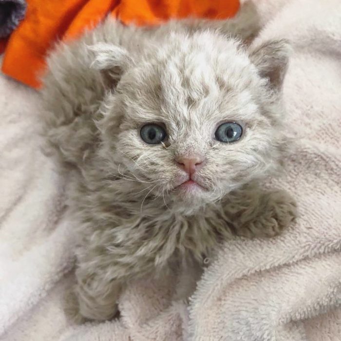 Gatito devon rex pelo rizado blanco