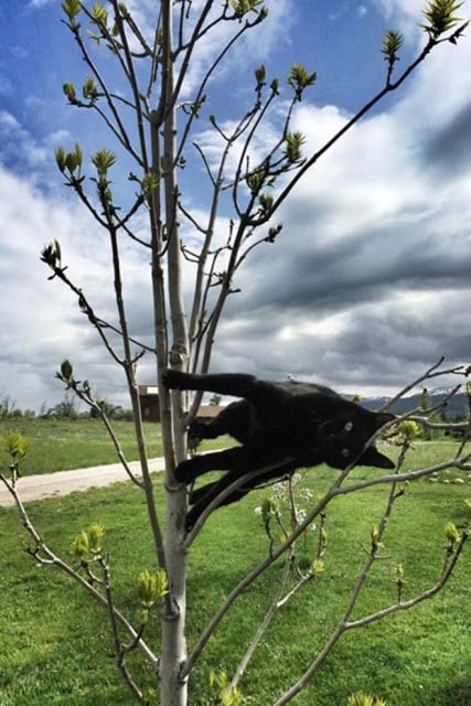 Gato negro prado horizontalmente en rama de árbol