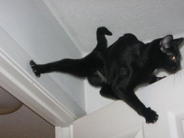 Gato negro parado entre pared y puerta blanca