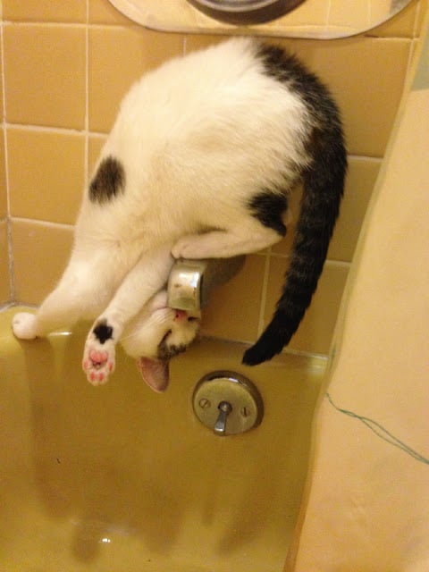 Gato blanco con negro de cabeza en un lavabo 