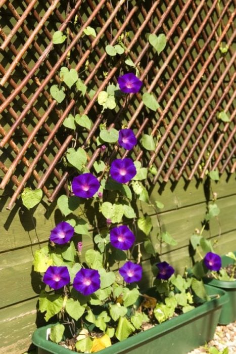 Ipomea purpureaen maceta con soporte para que trepe