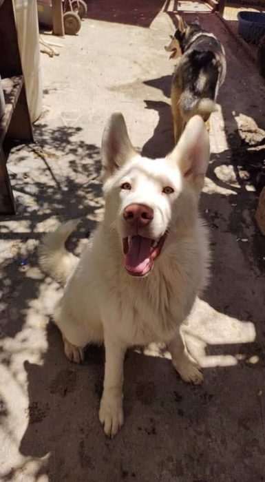 Simón perro husky grande sentado y posando para una fotografía