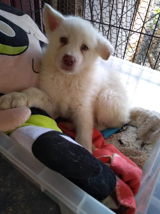 Simón, perro Husky blanco, dentro de una canasta plástica en un albergue animal