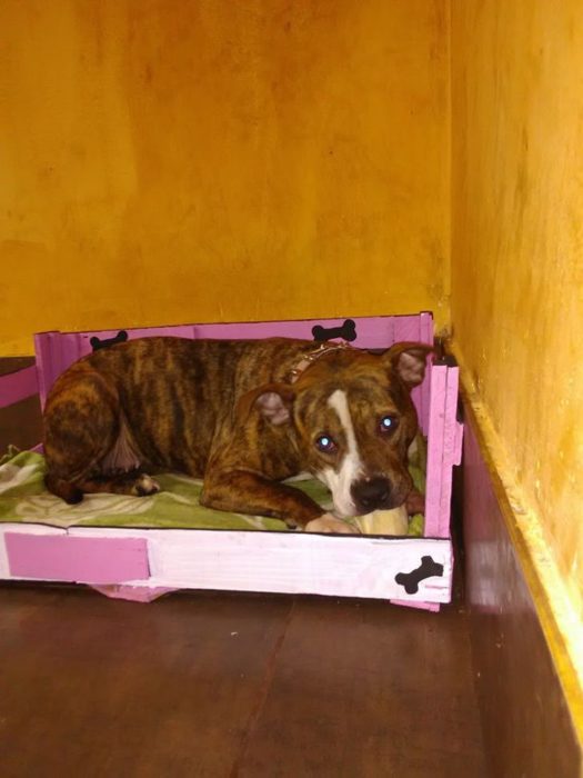 Perro pitbull acostado en camita color rosa