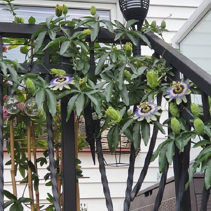 Pasiflora decorando el barandal de una escalera exterior