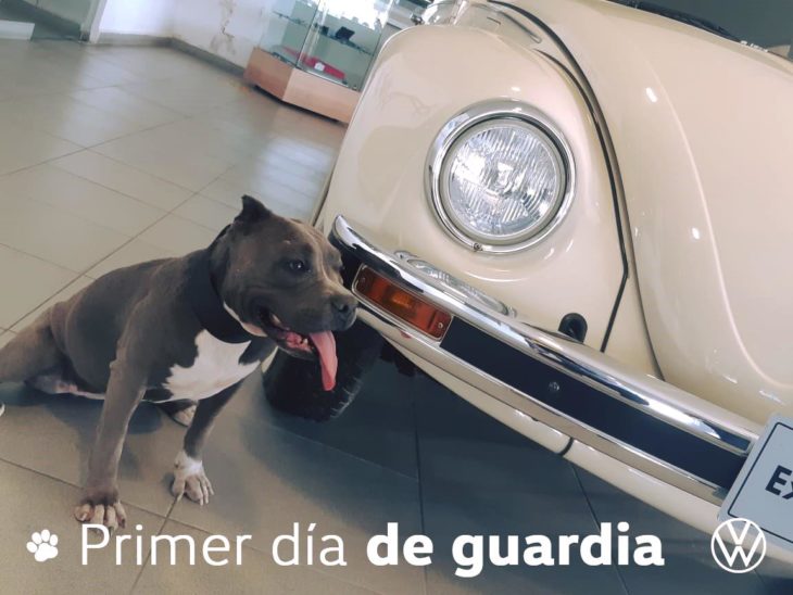 Perra pitbull vochita