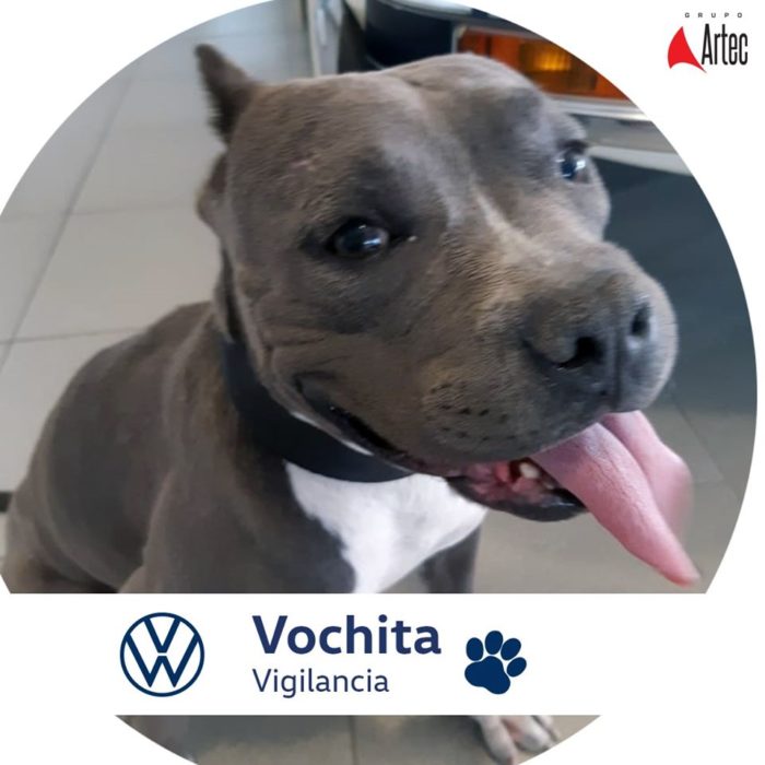 Perra pitbull vochita