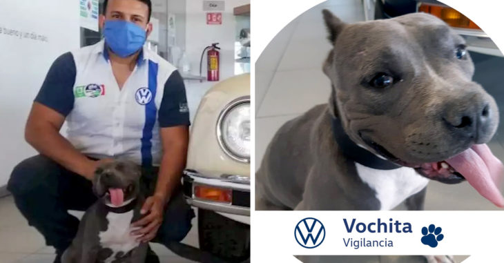 Ella es Vochita, la pitbull con discapacidad que adoptó una agencia de autos