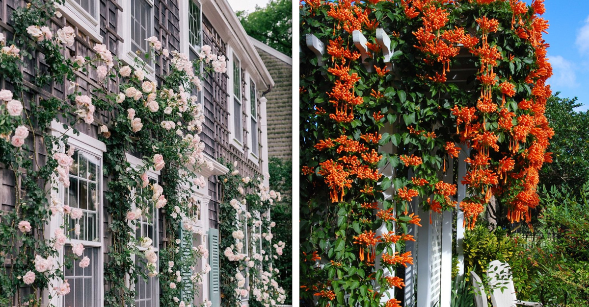 Plantas trepadoras que son perfectas para tener en casa Plantas trepadoras que son perfectas para tener en casa