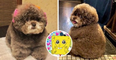 Él es Kokoro, el perrito más esponjoso que todas deseamos abrazar y acariciar