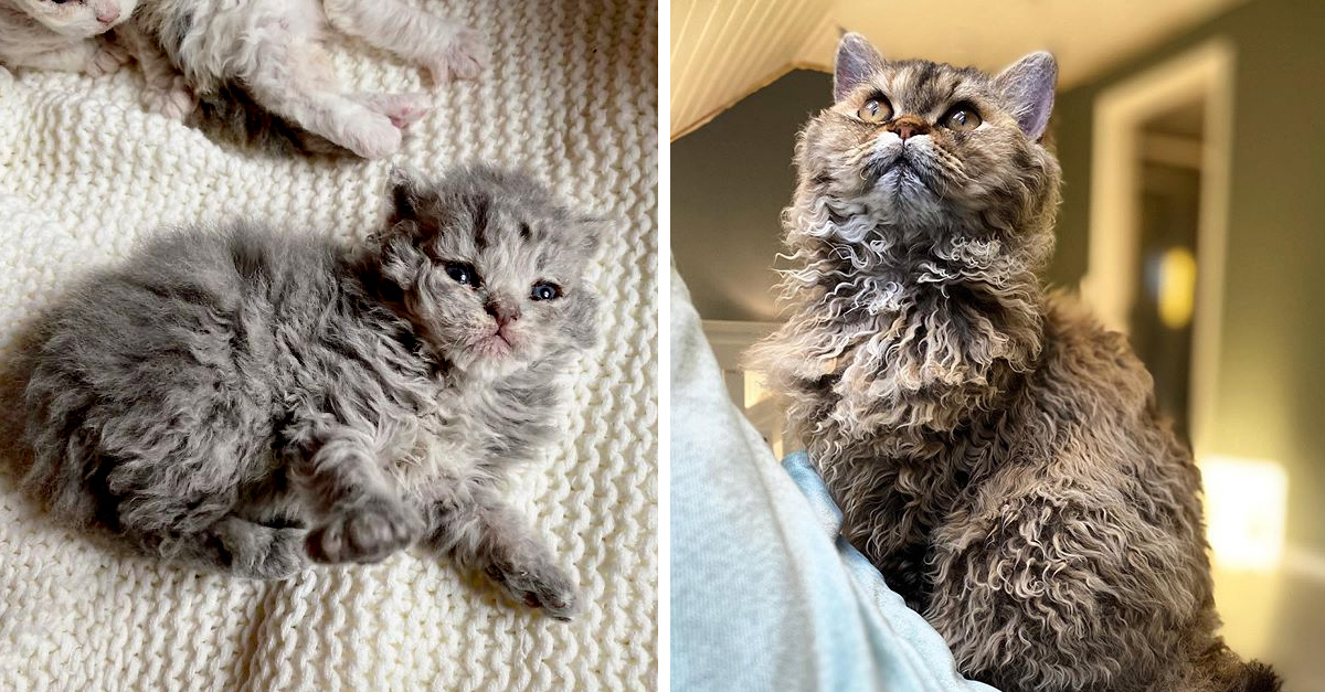 Los gatos con cabello rizado sí existen y son adorables