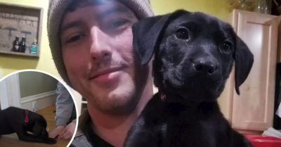 Adopta a perrito sordo y le enseña lenguaje de señas para jugar con él