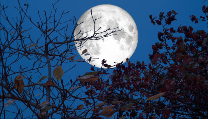 Luna llena detrás de alguna ramas de los árboles