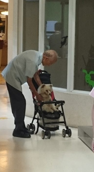 Anciano lleva a su perrito al veterinario en carriola (2)