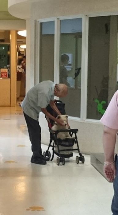 Anciano lleva a su perrito al veterinario en carriola (2)