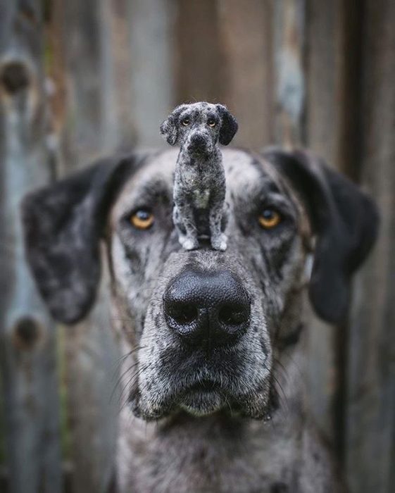 Perritos con sus versiones hechas de fieltro