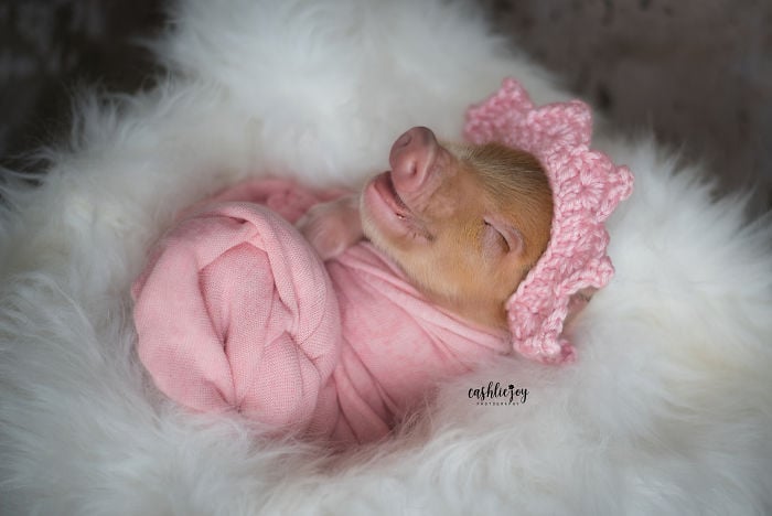 Dynamite, cerdito recién nacido, con una cobija rosa pastel