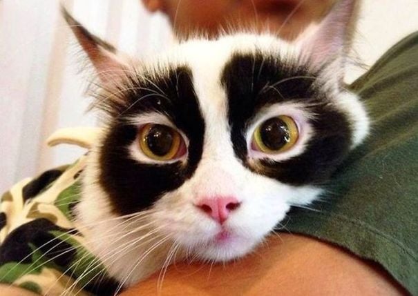 Gato blanco con manchas alrededor de los ojos en color negro