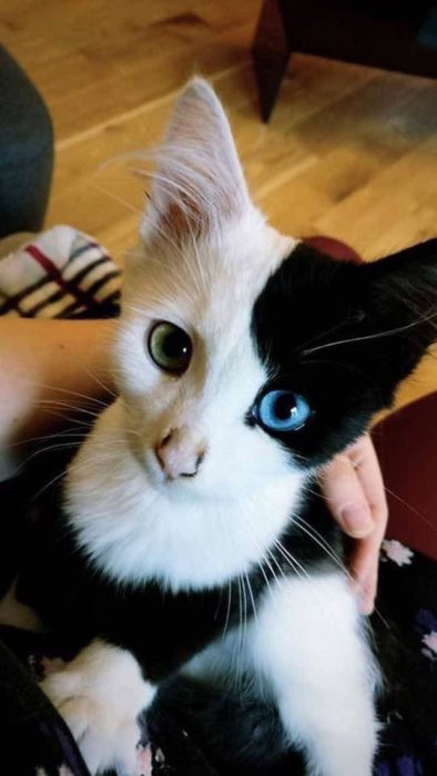 Gatito blanco con una mancha negra en mitad del rostro