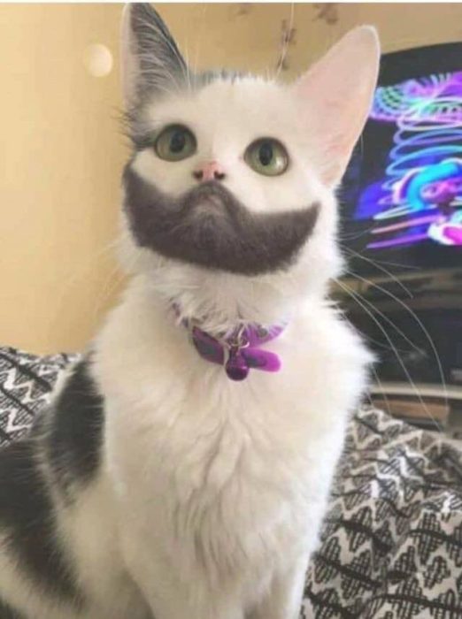 Gato blanco con una mancha en forma de barba en el mentón