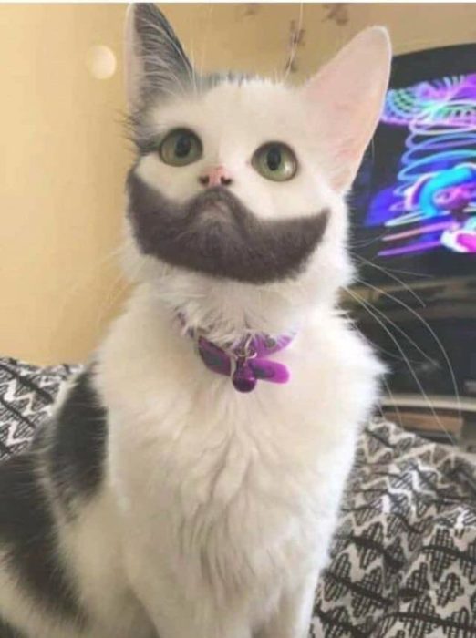 Gato blanco con una mancha en forma de barba en el mentón