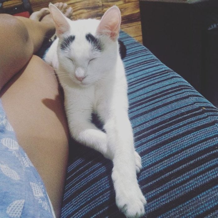 Gato blanco con marcs negras en forma de cejas