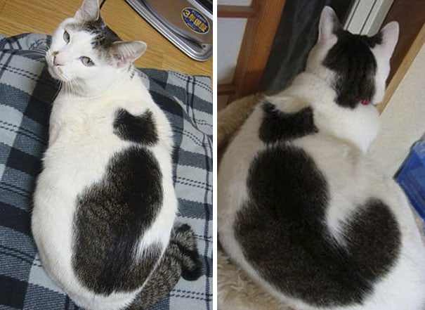 Gato blanco con una mancha negra sobre el lomo en forma de gato