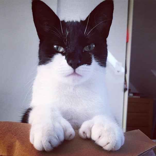 Gato blanco con una mancha negra en forma de antifaz