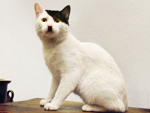 Gato blanco con una mancha negra en forma de flequillo