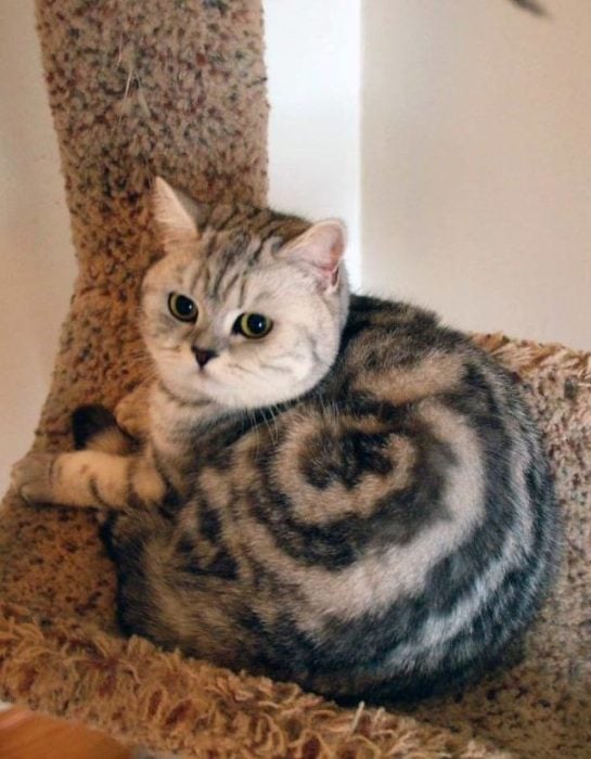 Gato color miel con marcas en forma de espiral