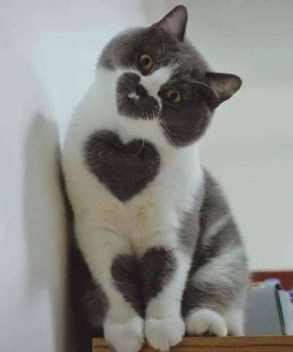 Gato balnco con gris con manchas en forma de corazón en su pecho 