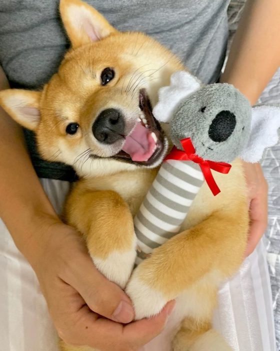 Shiba Inu Sonriente 