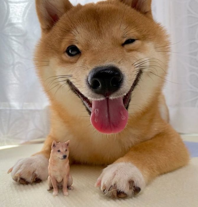 Shiba Inu Sonriente 