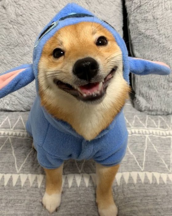 Shiba Inu Sonriente 