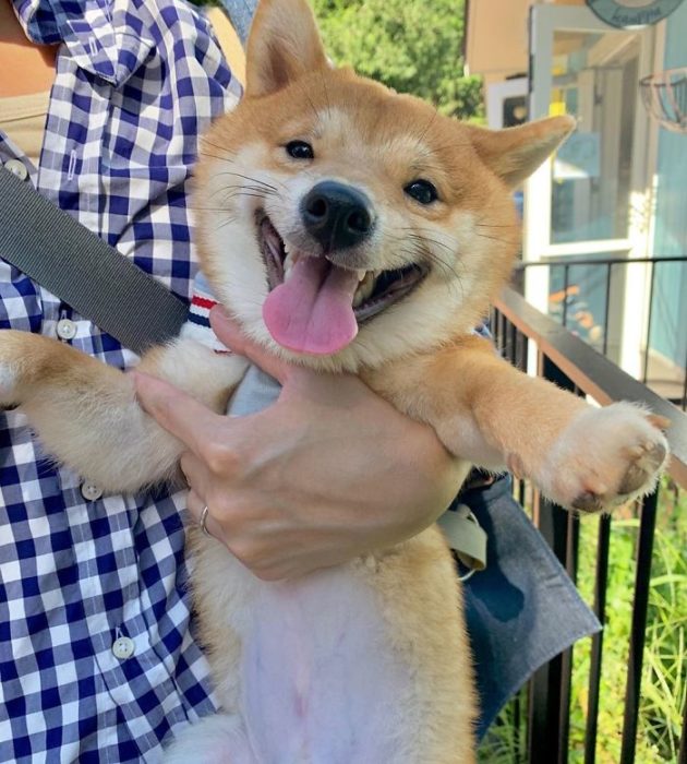 Shiba Inu Sonriente 