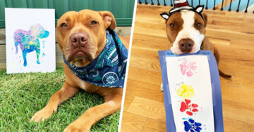 14 Talentosos perritos que hacen obras de arte con sus patitas