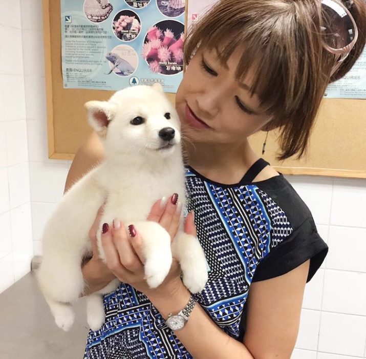 Shiba inu cachorro blanco